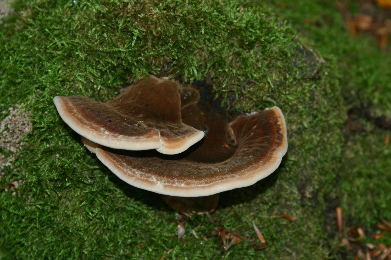 狼人对决：杭州上城注册代理公司