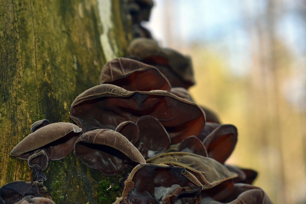 老人卡实名账号：正版购买平台